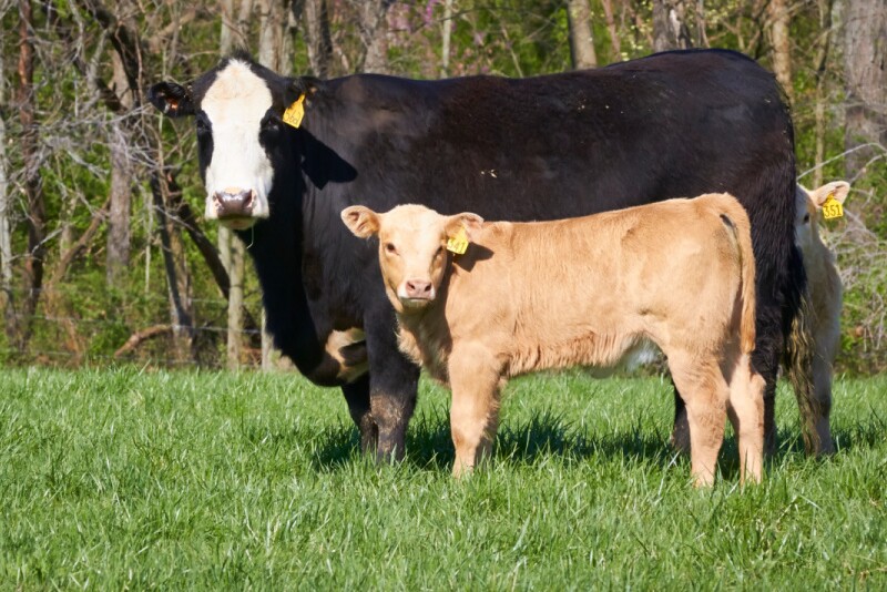 A black bald-face cow standing in a green pasture with two calves.