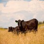 Grazig cows 