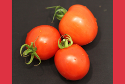 UF tomato research