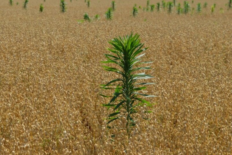 Do you have proactive plans to control marestail starting in the fall?