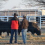 BT_Bull_Buying