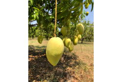 honey mangoes