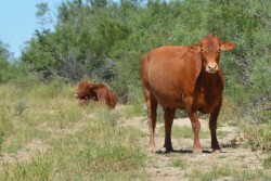 BT_Texas_Cattle