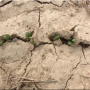 soybean emerging in crusted over soil