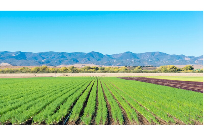 Salinas Valley field. Photo courtesy Eurofins