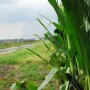 CropTour15-eastern-leg-corn-road.jpg