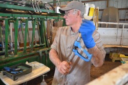 While lesions are sometimes unavoidable, there are management practices that veterinarians and cattle producers can abide by to protect animal welfare and maintain meat quality.