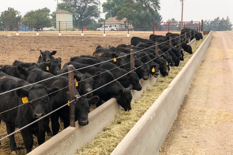 Neb feeder calves