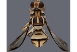 Tau fruit fly. Photo courtesy CDFA