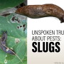 Slugs