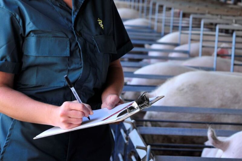 Observation in the sow barn