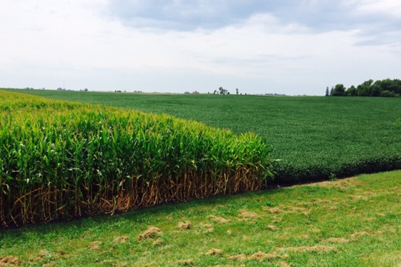 Illinois corn and soybean fields
