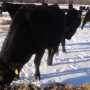 Cows Snow Winter Feeding 2