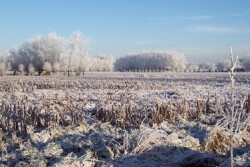 cornfield winter snow