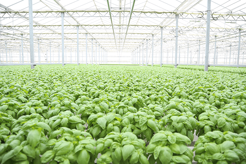 North Shore Living 's greenhouses are a stop on the West Coast Expo's farm tours Friday, May 11.