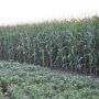 AGWeb Crop-Corn 09.jpg