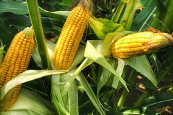 corn_crop_-_Crop_Tour.jpg