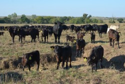 BT_Cows_Calves