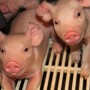 piglet 4 SB