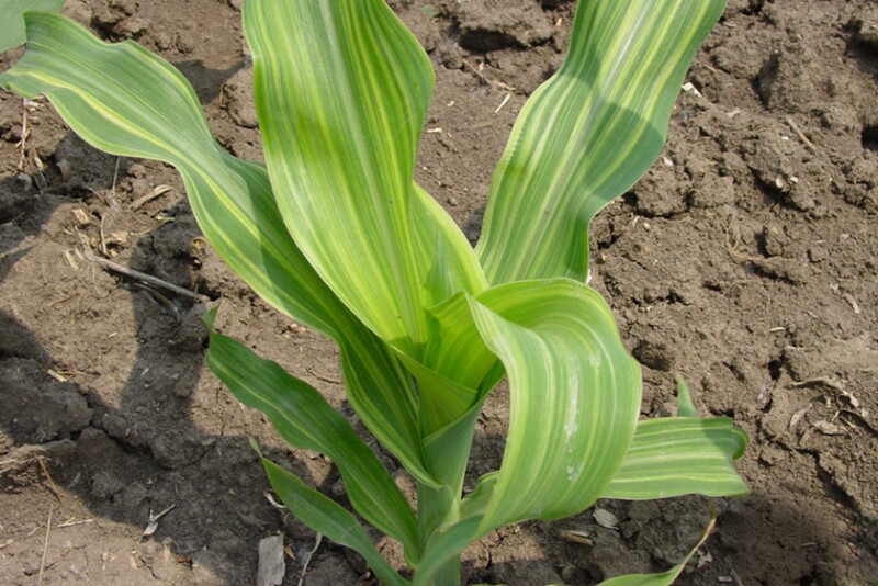 Don’t forget about zinc: Prescriptively address zinc deficiencies in ...