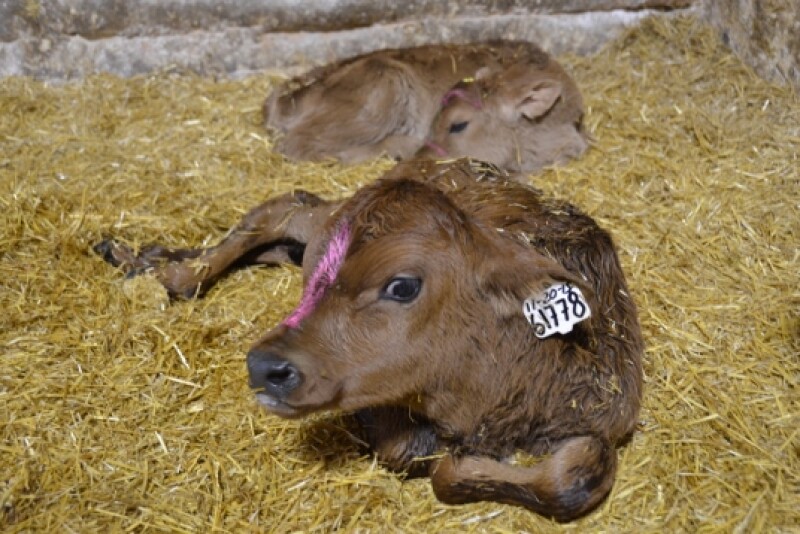 Starting calves off on the right hoof can set the stage for a lifetime of health and productivity. 
