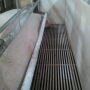 Whitewashing sow pen