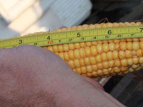 crop-tour-indiana-corn-sample.jpg