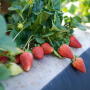 California Giant Berry Farms