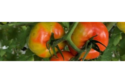 tomato ppv