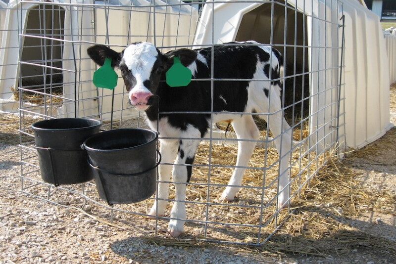 Holstein calf.jpg