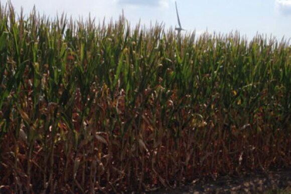 illinois corn crop tour 2013