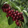 Export markets continue to take lots of Northwest cherries.