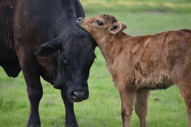 Too many cow-calf producers still ignore the benefits of preconditioning.