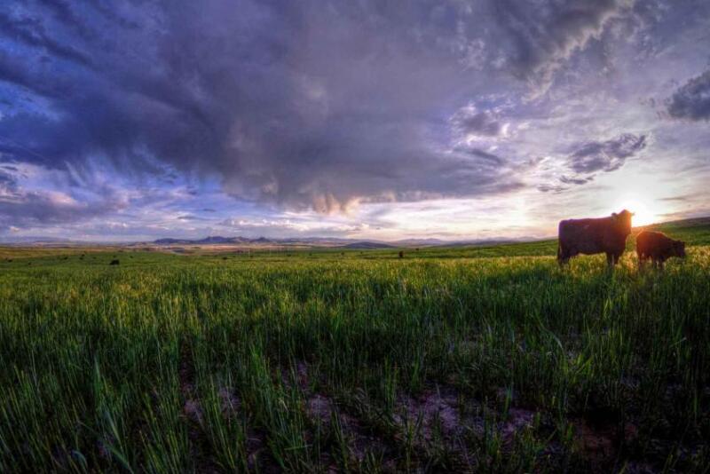 Cow sunset
