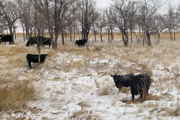 Cows in snow NDSU