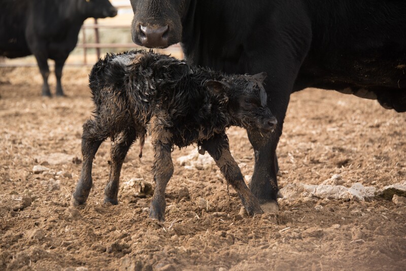 When to Assist with the Calving Process – the Three Stages of Parturition