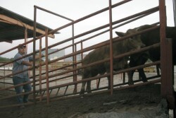 In this April 27, 2017 photo, truck driver Jose Luis Mayorga herds calves onto a truck in Reynosa, Mexico, across the border from McAllen, Texas.