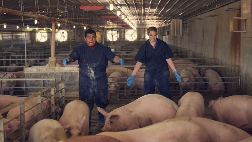 Packing Hogs Johnsonville Closes Illinois Facility: Momence Packing - Pork Business