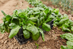 spinach growing