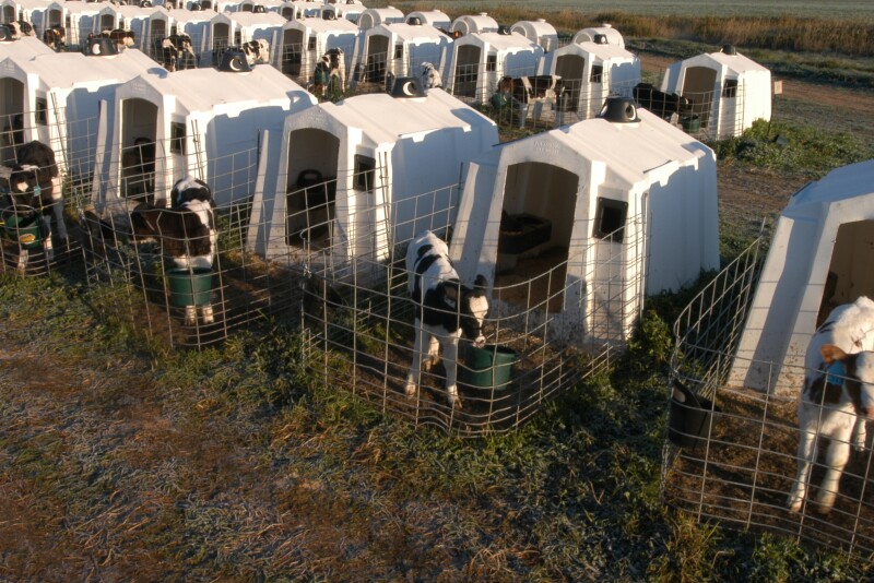 Calves in hutches.