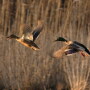 Growers can tick off all the boxes of weed defense and still get nailed by a feathered threat from above.