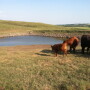 Performance issues can occur when ponds, tubs or other open containers are contaminated with manure, dissolved solids, nitrates, algae and sulfates.