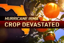 Hurricane Irma