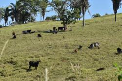 Brazil cows