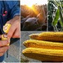 Crop_Tour_Indiana_Collage