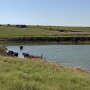 Stock Pond with cattle