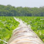 “We’re just going where the evidence leads after years of testing across a multiplicity of locations,” says UA Extension soybean specialist Jeremy Ross.