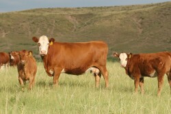 You can’t always tell by looking if a particular animal is making or losing money. 