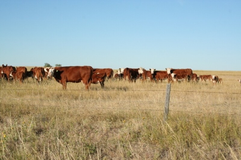 Only 3.7 percent of U.S. GHG emissions come directly from beef cattle. 
