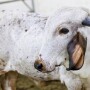 BVDV-resistant Calf 